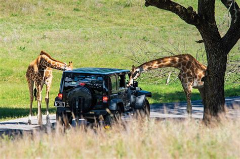 fossil rim wildlife center cost.